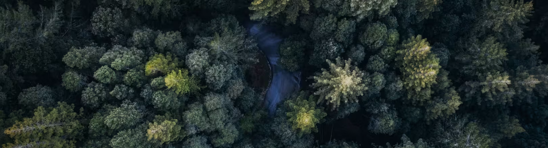 Den absolutte markedsleder i branchen